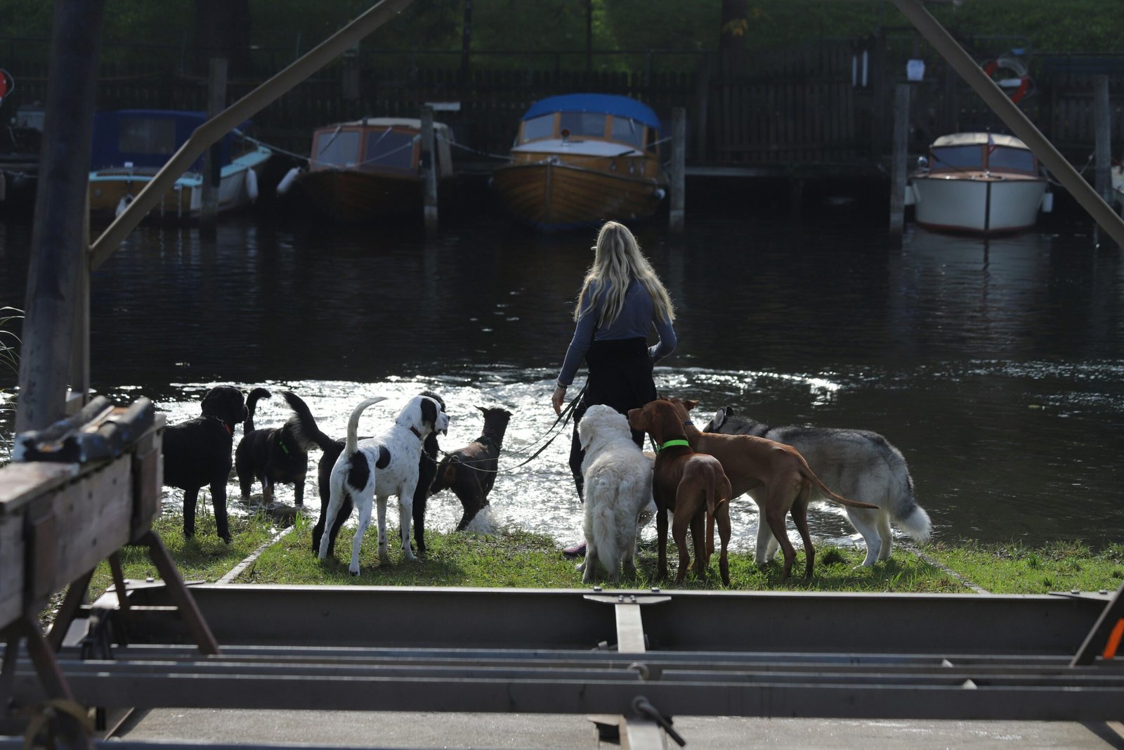 A woman riding on the back of a horse next to a bunch of dogs