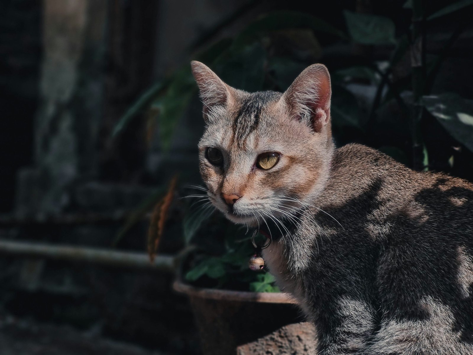 a close up of a cat near a potted plant