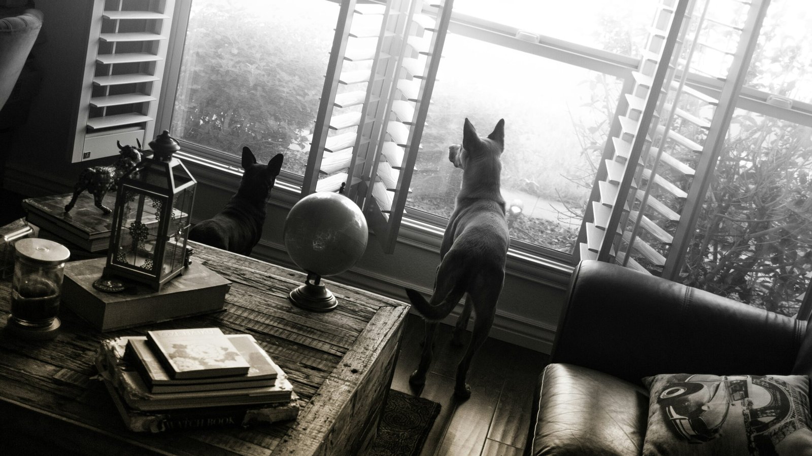 black short coated dog on brown wooden table